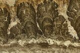 Polished Miocene Stromatolite Slab - Crimea #362986-1